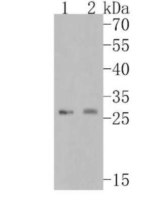 Western Blot: Neutrophil Elastase/ELA2 Antibody (JF098-6) [NBP2-66972]