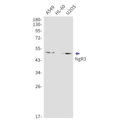 Western Blot: NgR3/NgRH2/RTN4RL1 Antibody (S03-6C3) [NBP3-19895]