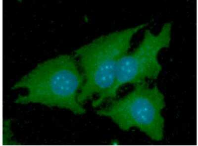 Immunocytochemistry/ Immunofluorescence: Nicotinamide N-Methyltransferase/NNMT Antibody (AT11G11) - BSA Free [NBP2-50581]