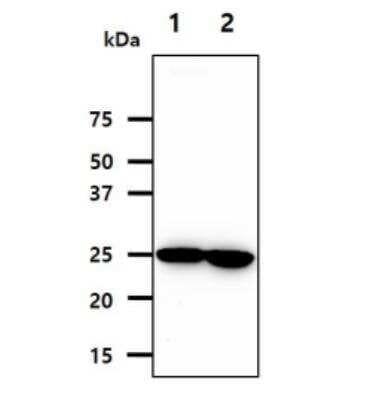 Western Blot: Nicotinamide N-Methyltransferase/NNMT Antibody (AT11G11)BSA Free [NBP2-50581]