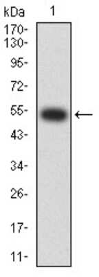 Western Blot: Nicotinic Acetylcholine R alpha 2/CHRNA2 Antibody (7G12H9)BSA Free [NBP2-61667]