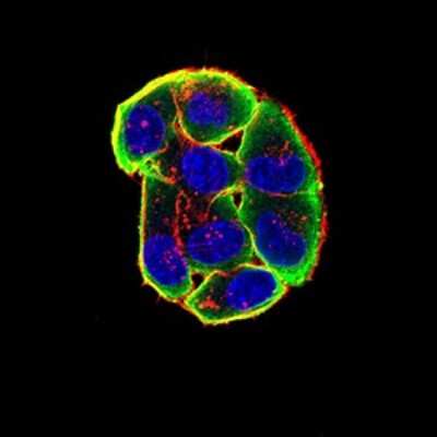 Immunocytochemistry/ Immunofluorescence: Nicotinic Acetylcholine R alpha 3/CHRNA3 Antibody (6D3A10) - BSA Free [NBP2-61673]