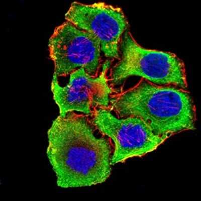 Immunocytochemistry/ Immunofluorescence: Nicotinic Acetylcholine R alpha 3/CHRNA3 Antibody (6D3A10) - BSA Free [NBP2-61673]