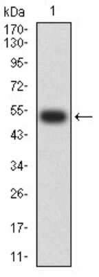 Western Blot: Nicotinic Acetylcholine R alpha 5/CHRNA5 Antibody (2D2D10)BSA Free [NBP2-61677]