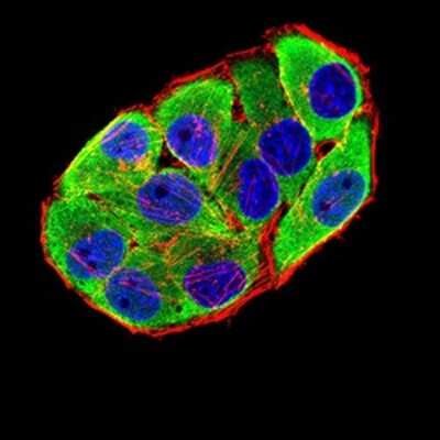 Immunocytochemistry/ Immunofluorescence: Nicotinic Acetylcholine R alpha 6/CHRNA6 Antibody (5B6G8) - BSA Free [NBP2-61679]