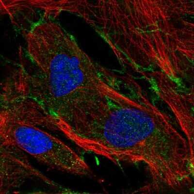 Immunocytochemistry/ Immunofluorescence: Nidogen-2 Antibody [NBP2-55427]