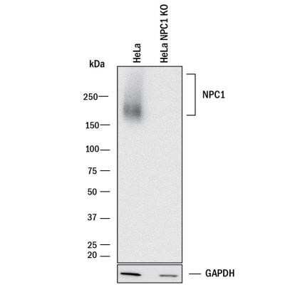 Knockout Validated: Niemann-Pick C1 Antibody (1318A) - Azide and BSA Free [NBP2-80879]