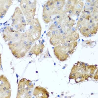 Immunohistochemistry-Paraffin: Ninein Antibody - BSA Free [NBP2-93990]