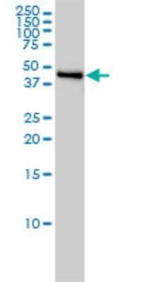 Western Blot: Njmu-R1 Antibody (3F8) [H00064149-M01]