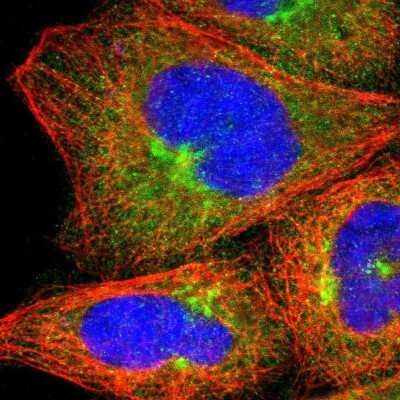 Immunocytochemistry/ Immunofluorescence: Njmu-R1 Antibody [NBP1-82563]