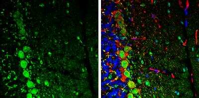 Immunohistochemistry-Frozen: Njmu-R1 Antibody [NBP1-33006]