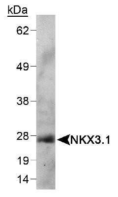 Western Blot: NKX3.1 Antibody (0361)BSA Free [NB100-1828]