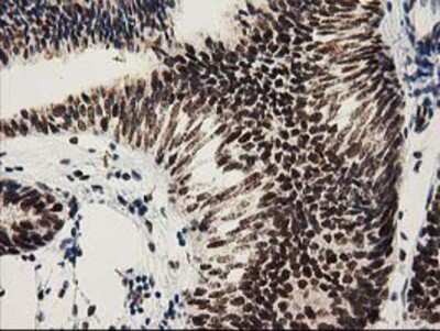 Immunohistochemistry-Paraffin: NMNAT-1 Antibody (OTI1G4) [NBP2-03452]