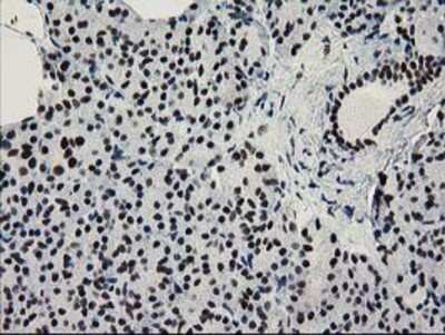 Immunohistochemistry-Paraffin: NMNAT-1 Antibody (OTI1G4) [NBP2-03452]
