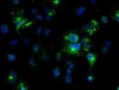 Immunocytochemistry/ Immunofluorescence: Noggin Antibody (OTI1H8) - Azide and BSA Free [NBP2-73030]