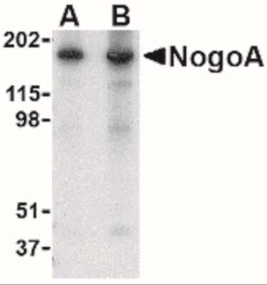 Western Blot: Nogo-A AntibodyBSA Free [NBP2-41070]