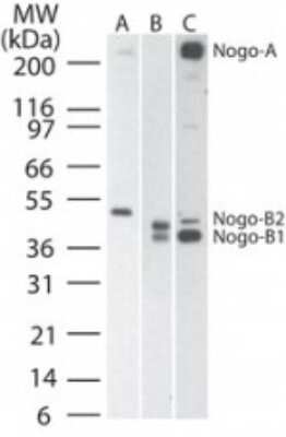 Western Blot: Nogo Antibody [NB100-56681]