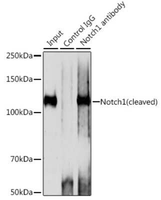 Immunoprecipitation: Notch-1 Antibody (7L3V4) [NBP3-15658]