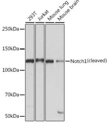 Western Blot: Notch-1 Antibody (7L3V4) [NBP3-15658]