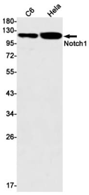 Western Blot: Notch-1 Antibody (S02-2G9) [NBP3-19583]