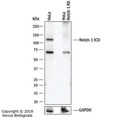 Knockout Validated: Notch-1 Antibody (mN1A) - Azide and BSA Free [NBP2-80884]