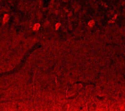 Immunohistochemistry-Frozen: Notch-3 Antibody - BSA Free [NB100-93550]