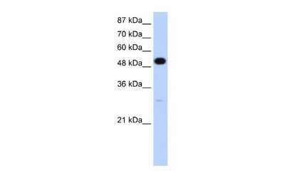 Western Blot: Nova2 Antibody [NBP2-85393]