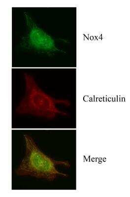 Immunocytochemistry/ Immunofluorescence: Nox4 Antibody - BSA Free [NB110-58851]