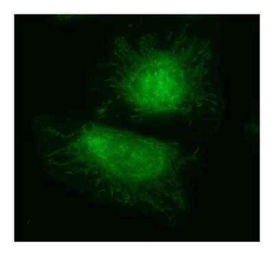 Immunocytochemistry/ Immunofluorescence: Nox4 Antibody - BSA Free [NB110-58851]