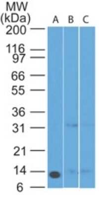 Western Blot: Noxa Antibody (69N15C9)Azide Free [NBP2-25266]