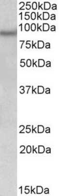 Western Blot: Npas4 Antibody [NBP1-68863]