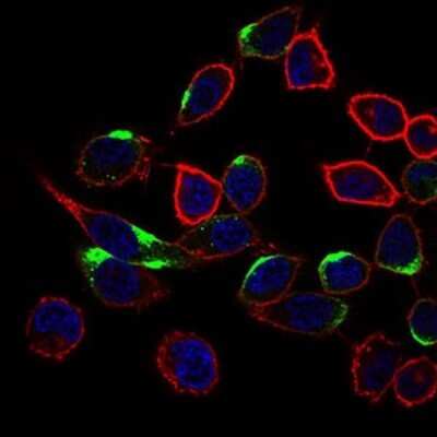 Immunocytochemistry/ Immunofluorescence: NrCAM Antibody (7D8C5) - BSA Free [NBP2-37379]