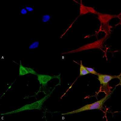 Immunocytochemistry/ Immunofluorescence: NrCAM Antibody (S364-51) [NBP2-42191]