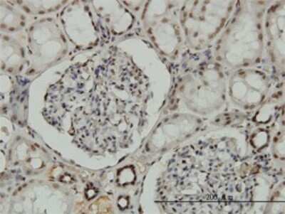 Immunohistochemistry-Paraffin: Nrf1 Antibody (2F9) [H00004899-M01]