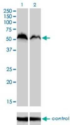 Western Blot: Nrf1 Antibody (2F9) [H00004899-M01]