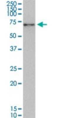 Western Blot: Nrf1 Antibody (2F9) [H00004899-M01]