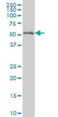 Western Blot: Nrf1 Antibody (2F9) [H00004899-M01]