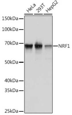 Western Blot: Nrf1 Antibody (4Q4E7) [NBP3-16161]