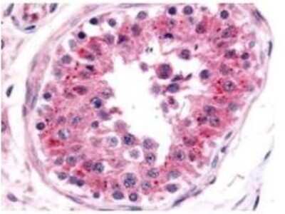 Immunohistochemistry: Nrf1 Antibody [NBP1-77822]