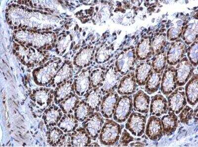 Immunohistochemistry-Paraffin: Nrf1 Antibody [NBP2-19586]