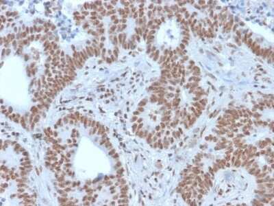 Immunohistochemistry-Paraffin: Nrf1 Antibody (NRF1/2609) [NBP3-07451]