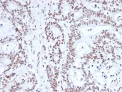 Immunohistochemistry-Paraffin: Nrf1 Antibody (NRF1/2609) [NBP3-07451]
