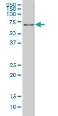 Western Blot: Nrf2 Antibody (3G7) [H00004780-M04]