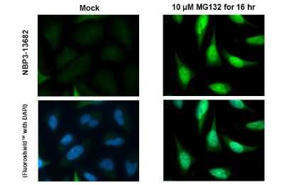 Immunocytochemistry/ Immunofluorescence: Nrf2 Antibody (HL1021) [NBP3-13682]