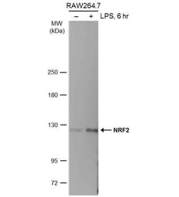 Western Blot Analysis of Nrf2 in Treated and Untreated RAW264.7 Whole Cell Extracts