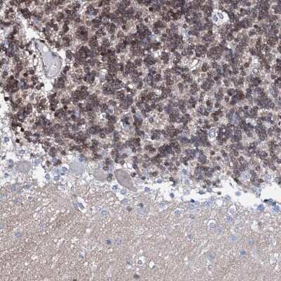 Immunohistochemistry-Paraffin: Nrip2 Antibody [NBP1-85033]