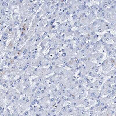 Immunohistochemistry-Paraffin: Nrip2 Antibody [NBP1-85033]