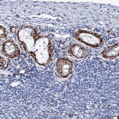 Immunohistochemistry-Paraffin: Nrip2 Antibody [NBP1-85033]
