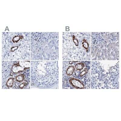 Immunohistochemistry-Paraffin: Nrip2 Antibody [NBP1-85033]