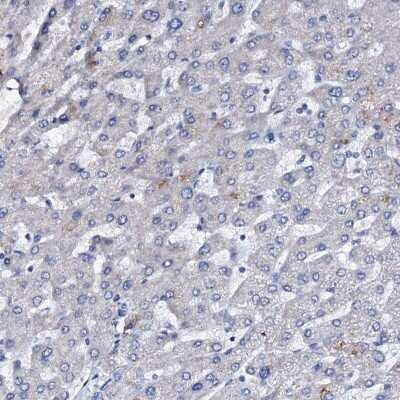 Immunohistochemistry-Paraffin: Nrip2 Antibody [NBP1-85034]